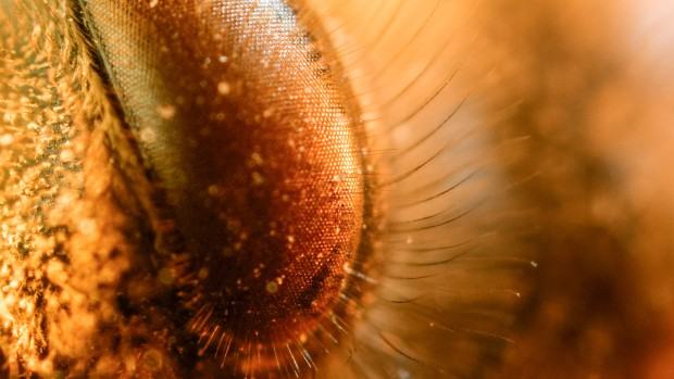 Maja Wolińska, Strata