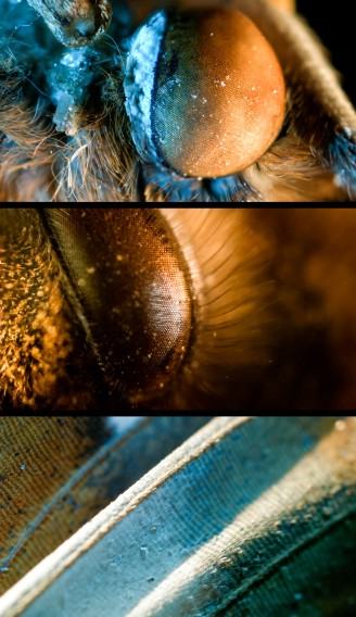 dr hab. Maja Wolińska