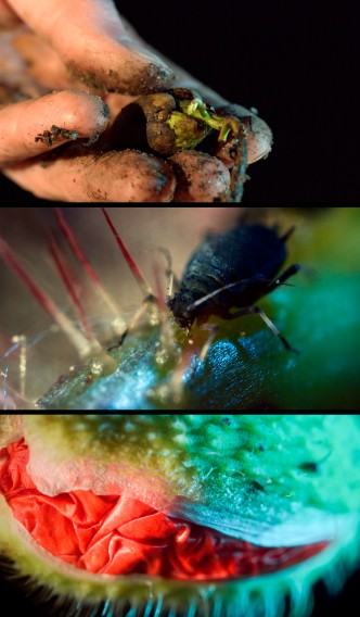 dr hab. Maja Wolińska