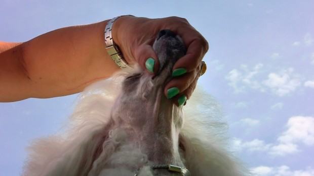 Maja Wolińska, Walking the dog