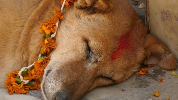 Maja Wolińska, Dreaming the dog