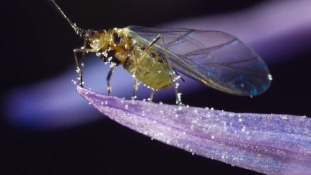 Maja Wolińska, NIght shade of bright