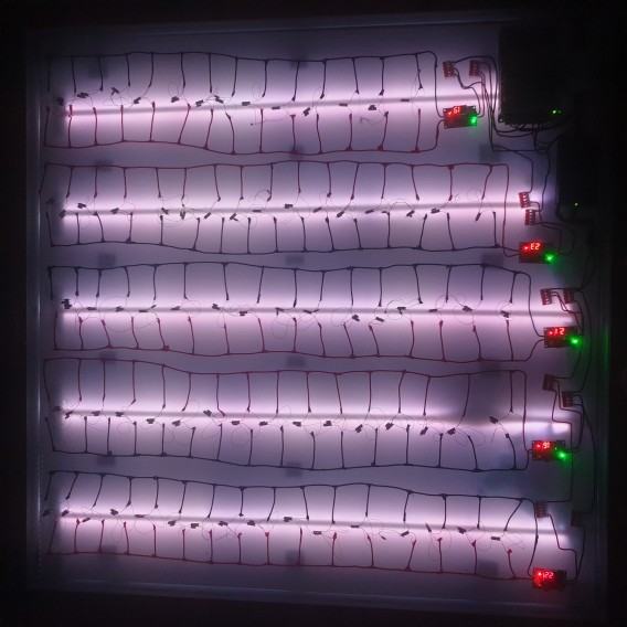 Albert Wrotnowski, Inkubator miłości, 2021