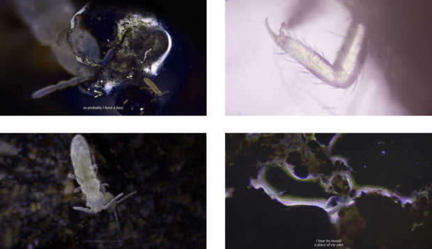 Trojanowska Aleksandra