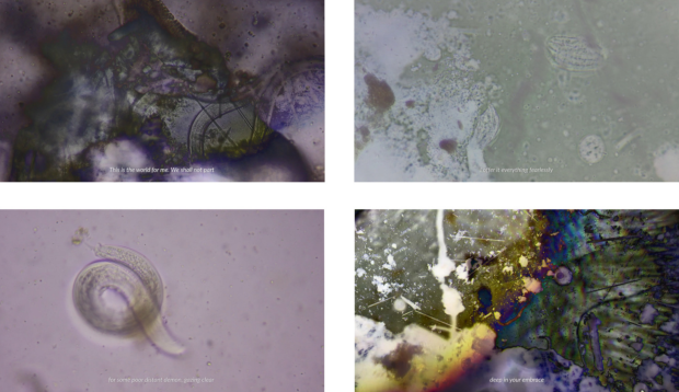 Trojanowska Aleksandra