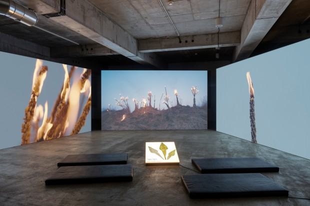 Karolina Freino, Wszystko znajome postacie