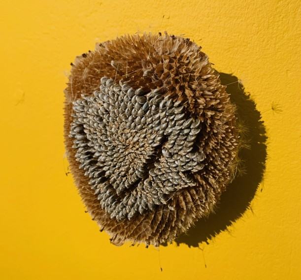 Wystawa Michała Marka pt. Siewca