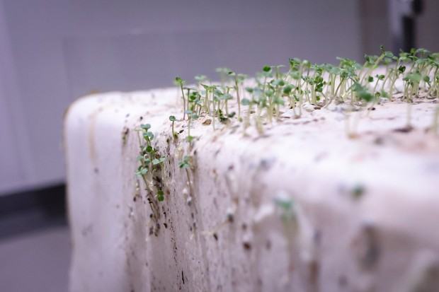 Niepokorna ziemia / Papier lakmusowy.