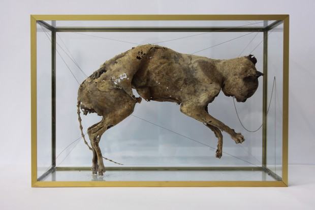 Marlena Maczuga, temat własny