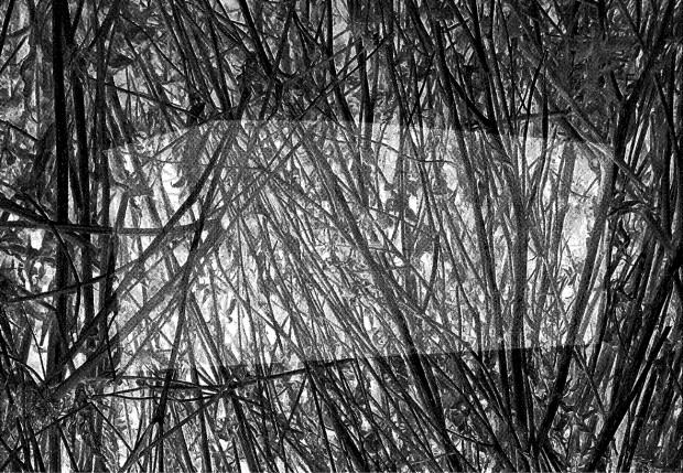 Wochnik, Apoptoza I, serigrafia, 2023