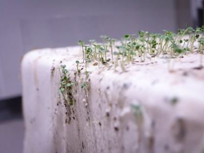 Niepokorna ziemia / Papier lakmusowy.