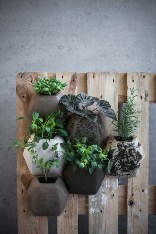 19910528.jpg Kulczyńska Dominika, Sacculus, 2015