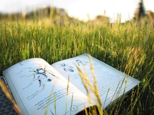 Mara Huńka za pracę „Zestaw komunikatów służących popularyzacji wiedzy o pszczołach”