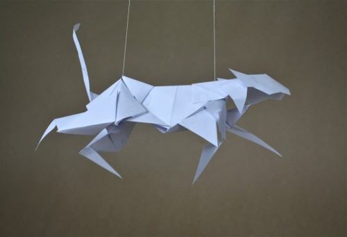 Karolina Albrzykowska, Zwierzę