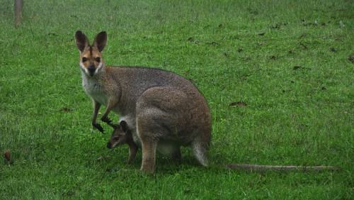 kangurek USQ Wystawa w USQ: wallaby.