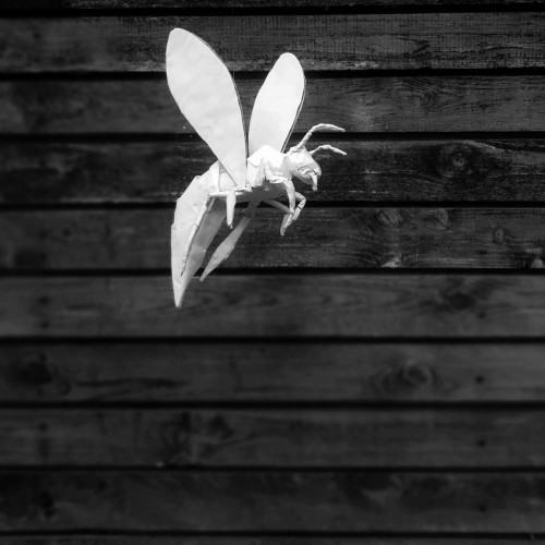 Aleksandra Błach, Zwierzę