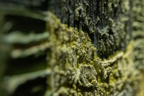 Strukturalne obsesje