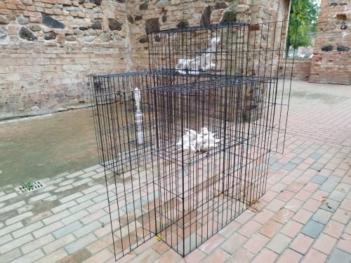 Praca Katarzyny Adaszewskiej