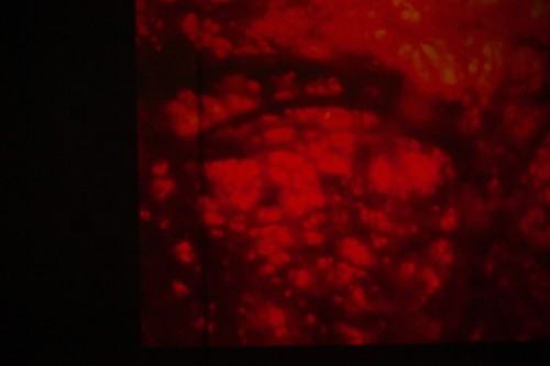 fotorelacja z wystawy TINNITUS AURIS