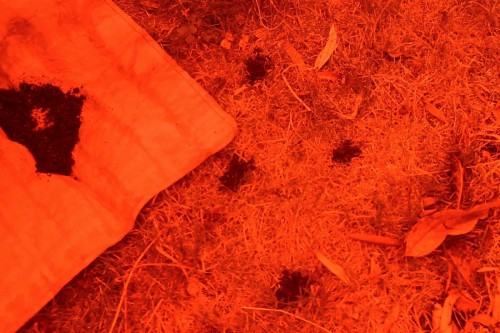 fotorelacja z wystawy TINNITUS AURIS