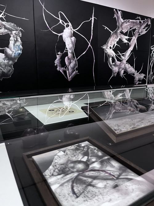 Morgenröte. Łukasz Huculak sieht Jacob Böhme