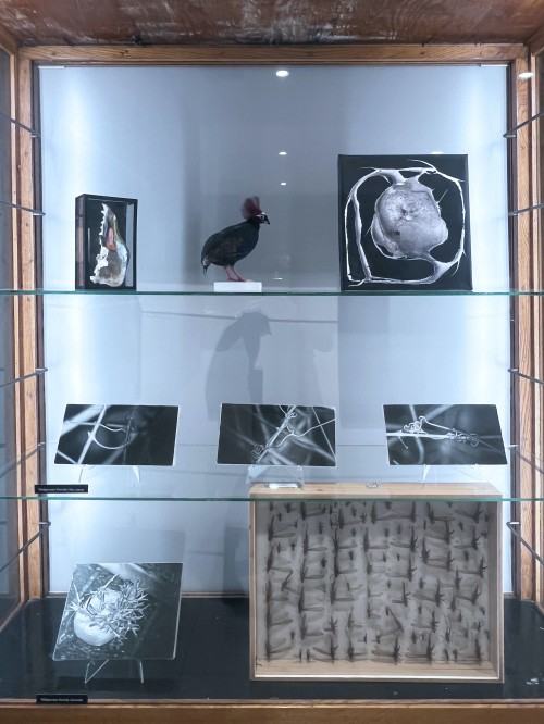 Wyspa Dnia Poprzedniego, fot. Łukasz Huculak