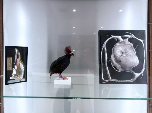 Wyspa Dnia Poprzedniego, fot. Łukasz Huculak