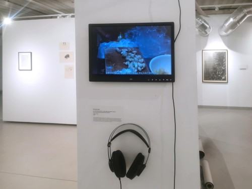 Wystawa Wasze domy nucą nasze pieśni