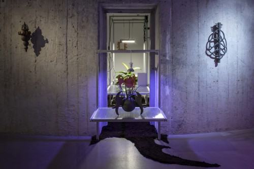 plantifictions_phd_pabloramirezgonzalez