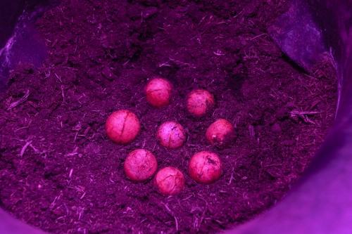 plantifictions_phd_pabloramirezgonzalez