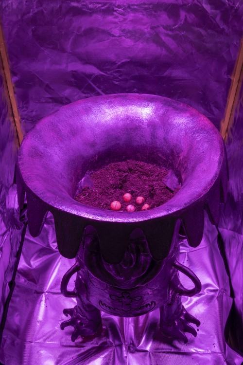 plantifictions_phd_pabloramirezgonzalez