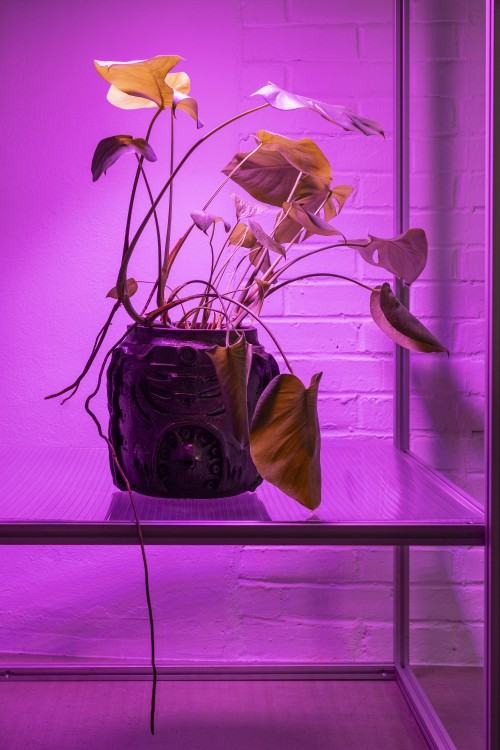 plantifictions_phd_pabloramirezgonzalez