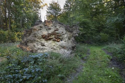 Ramirez Pablo Gonzalez, Mycelium, networks of sticky transmission