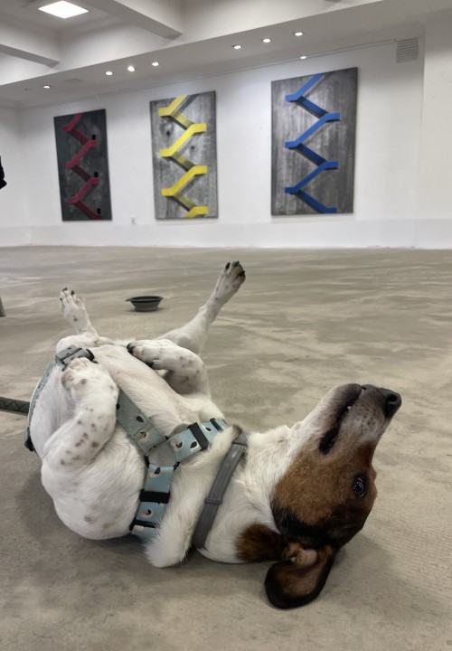 Wystawa Soni Ruciak, pt. Słowa, które nie padły