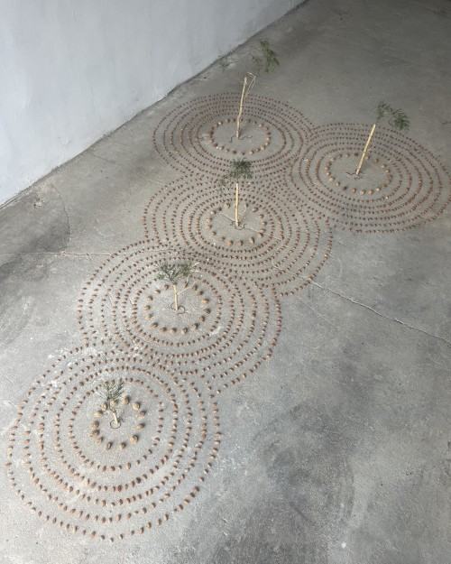 Stefania M.Jankowiak-Kręgi sagittae